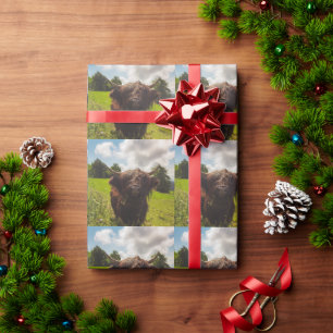 Black highland cow grazing green field sun light wrapping paper