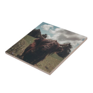 Black highland Scottish cow grazing vintage retro Ceramic Tile