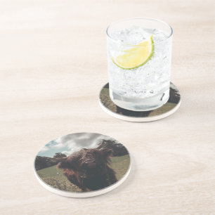 Black highland Scottish cow grazing vintage retro Coaster