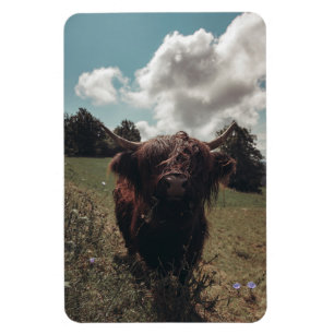 Black highland Scottish cow grazing vintage retro Magnet