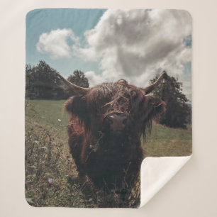 Black highland Scottish cow grazing vintage retro Sherpa Blanket
