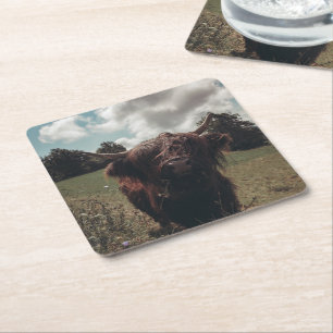 Black highland Scottish cow grazing vintage retro Square Paper Coaster
