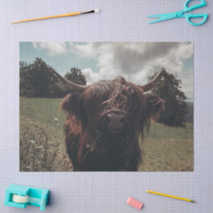 Black highland Scottish cow grazing vintage retro Tissue Paper