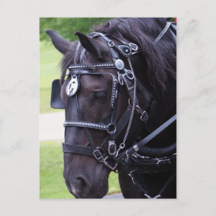 Black Horse 384 Birthday Postcard