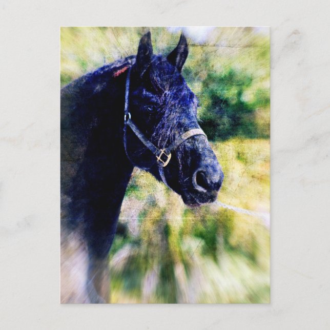 Black Horse Digital Art Postcard (Front)
