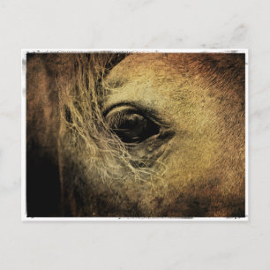 Black Horse Eye Postcard