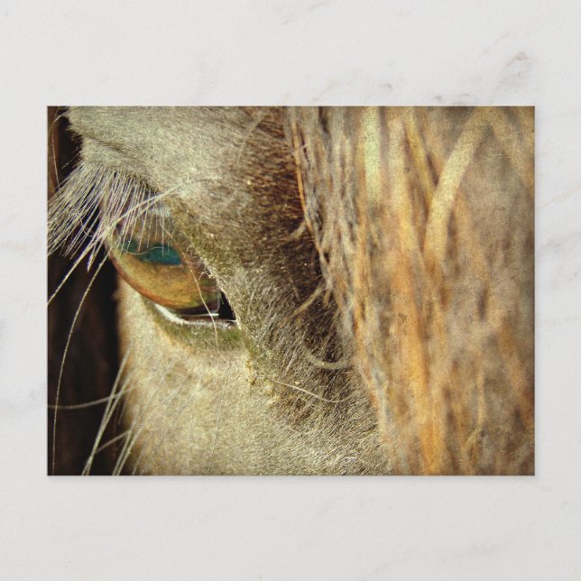 Black Horse Eye Postcard (Front)