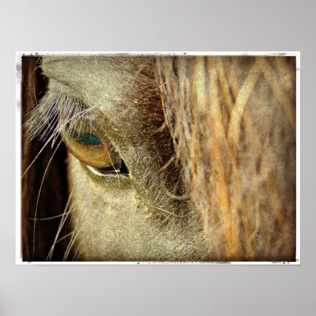 Black Horse Eye Poster (Front)