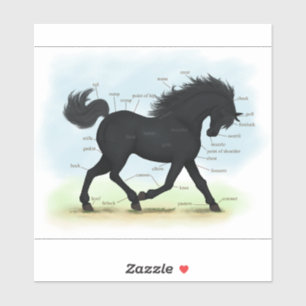 Black Horse or Pony Equine Anatomy Chart