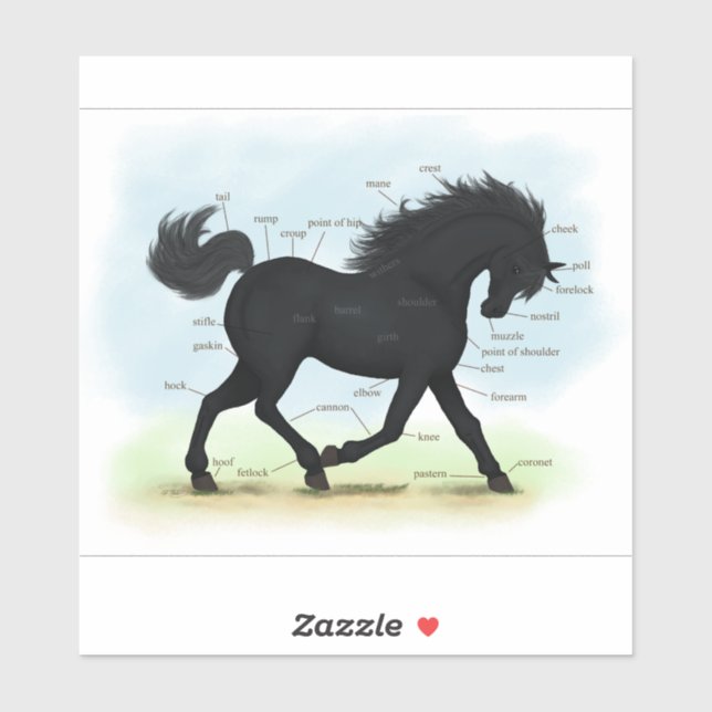 Black Horse or Pony Equine Anatomy Chart (Sheet)