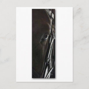 black horse postcard