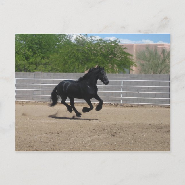 black horse postcard (Front)