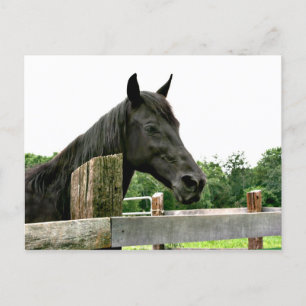 Black horse postcard