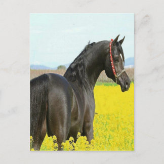 Black Horse Postcard