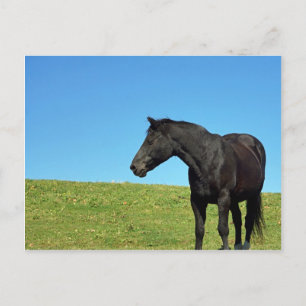 Black Horse Postcard