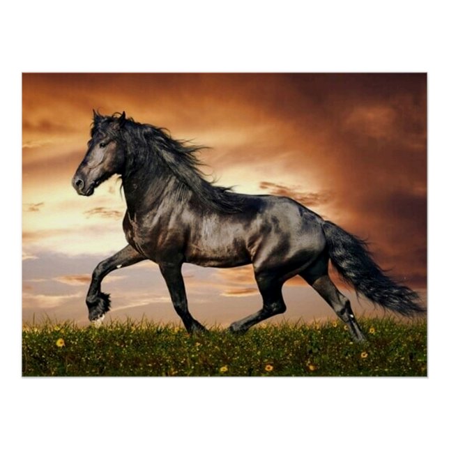 black horse poster (Front)
