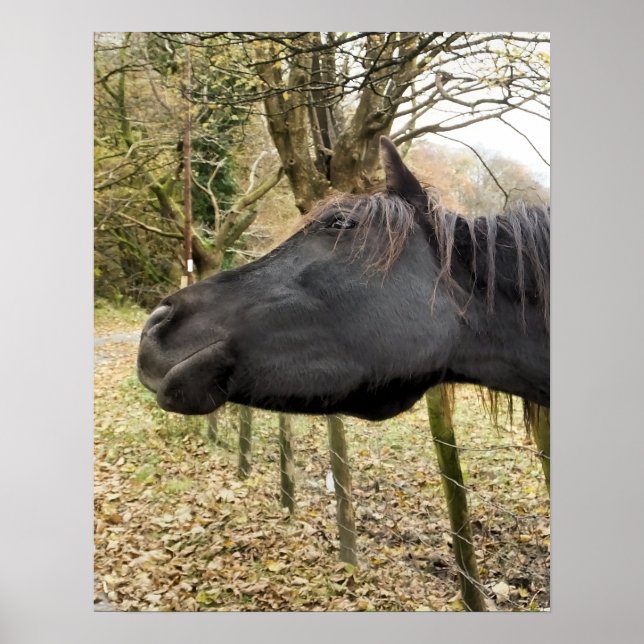 BLACK HORSE POSTER (Front)