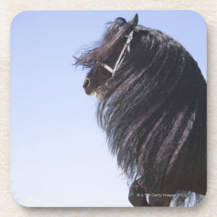 black horse with long mane coaster