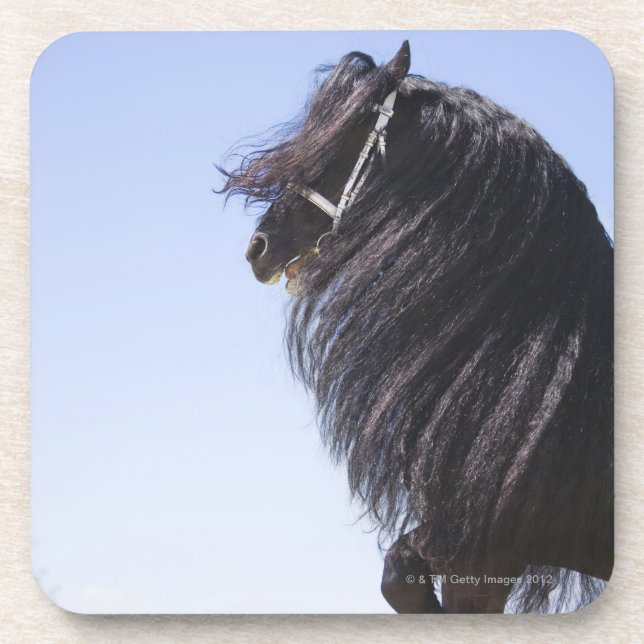 black horse with long mane coaster (Front)