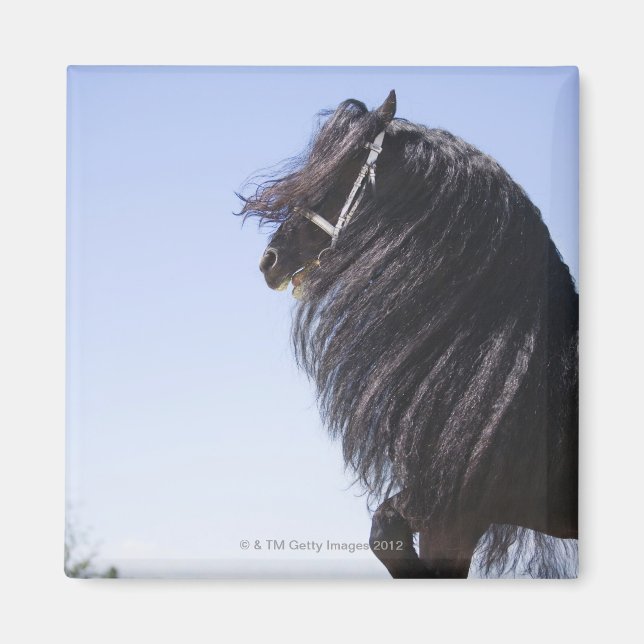 black horse with long mane magnet (Front)