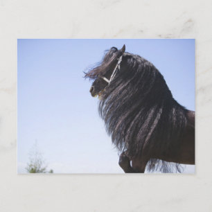black horse with long mane postcard