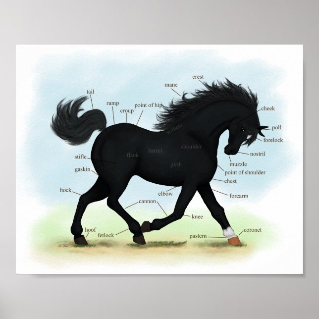 Black Horse with Star & Sock Anatomy Chart (Front)