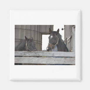 Black Horses/Ranch Magnet