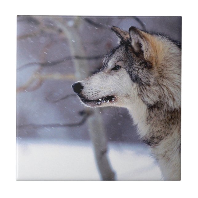 Black Husky Dog Products Ceramic Tile (Front)