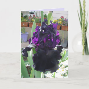 Black Iris Flower Floral Photo Love Birthday Card