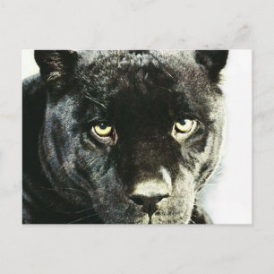 Black Jaguar Panther Eyes Postcard