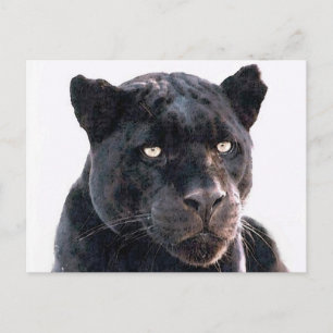 Black Jaguar Postcard
