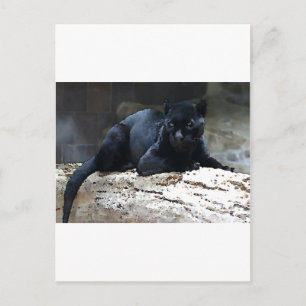 Black Jaguar Postcard