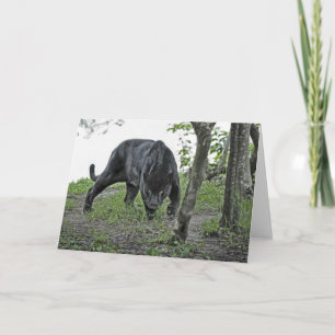 Black Jaguar Stalking Card