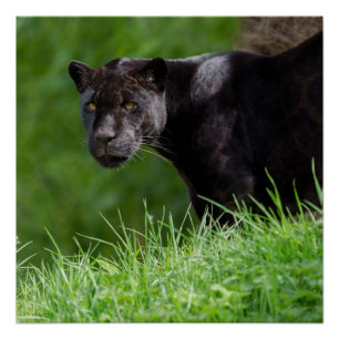 Black Jaguar That Owns the Light Poster