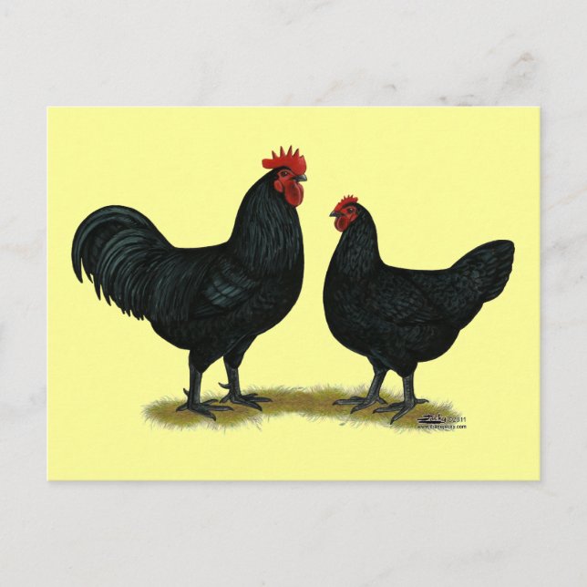 Black Java Chickens Postcard (Front)