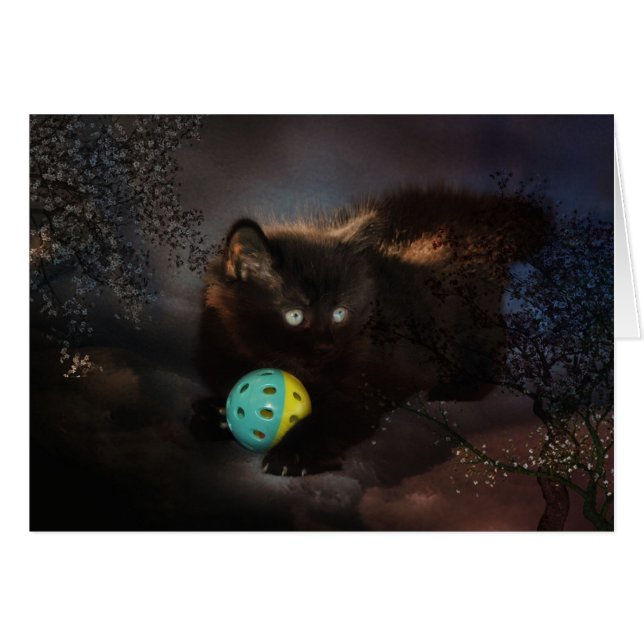 Black  Jellybean (Front Horizontal)