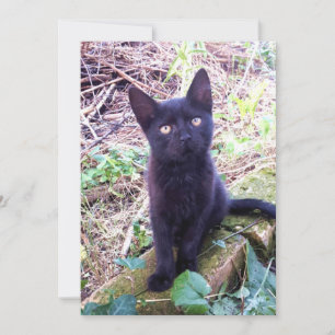 Black Kitten Card