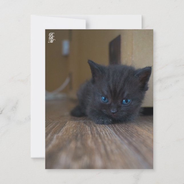 Black Kitten Card (Front)