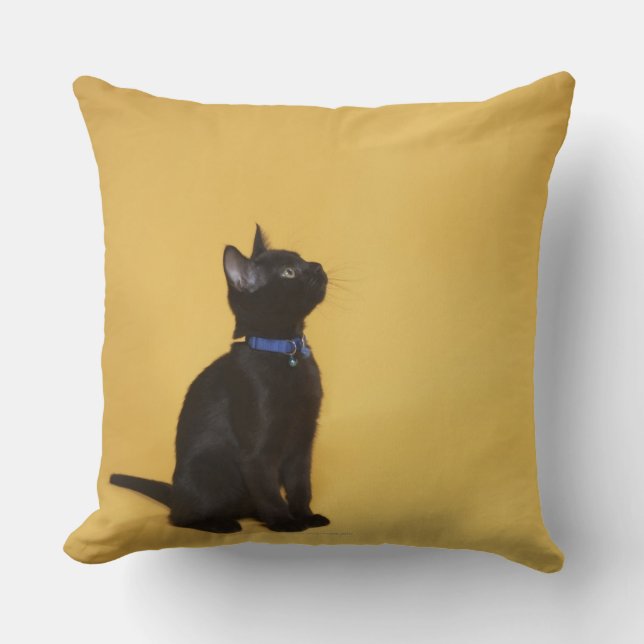 Black kitten in collar cushion (Front)