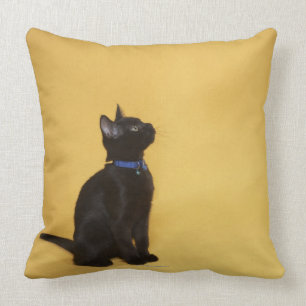 Black kitten in collar cushion