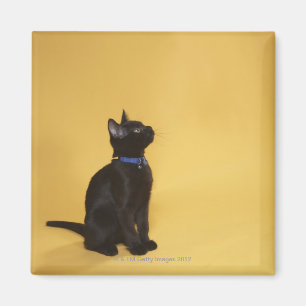 Black kitten in collar magnet