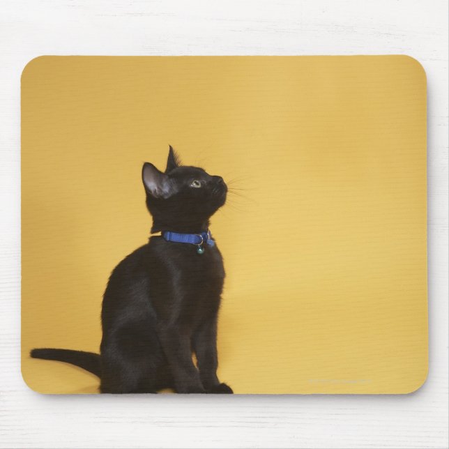 Black kitten in collar mouse pad (Front)