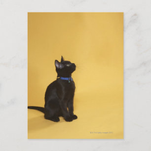 Black kitten in collar postcard