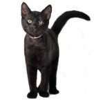 Black Kitten Photo Sculpture Key Ring<br><div class="desc">This little black kitten makes a cute 3D keychain</div>