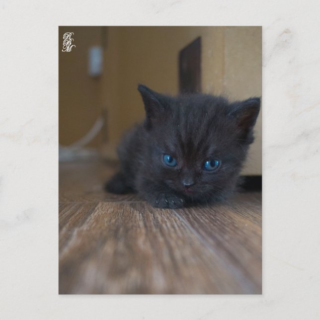 Black Kitten Postcard (Front)