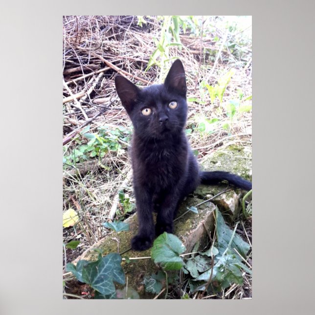 Black Kitten Poster (Front)