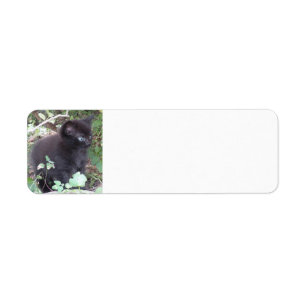 Black kitten return address label