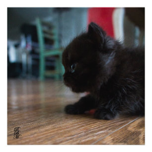Black Kitten Up Close Photo Print