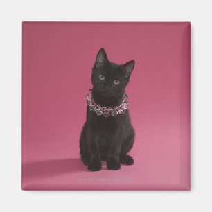 Black kitten wearing jewelled necklace magnet