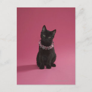 Black kitten wearing jewelled necklace postcard